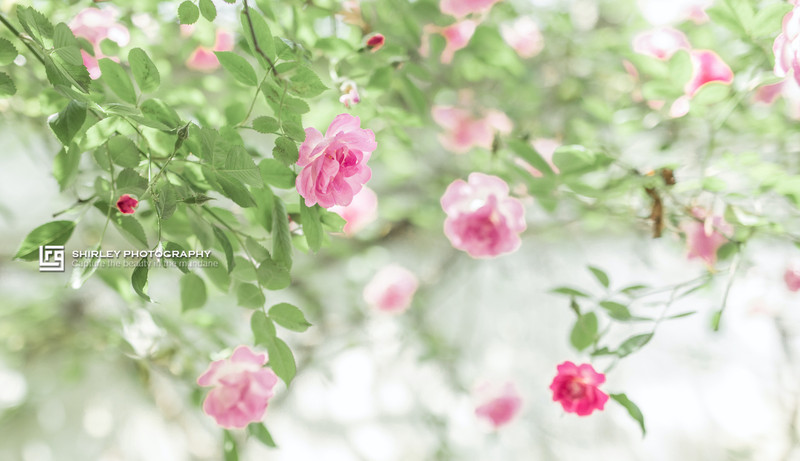 苏州旅游最不能错过的江南园林,留园拙政园是苏州著名的园林
