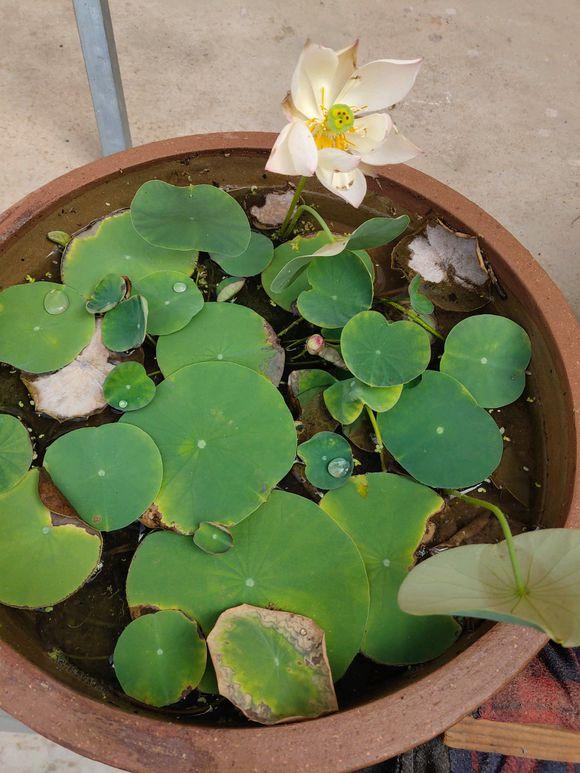 养荷花叶子发黑怎么办,水培碗莲为什么一直长绿叶