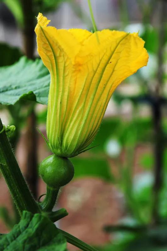 清新的花可以做什么菜,做菜点缀可食用的花