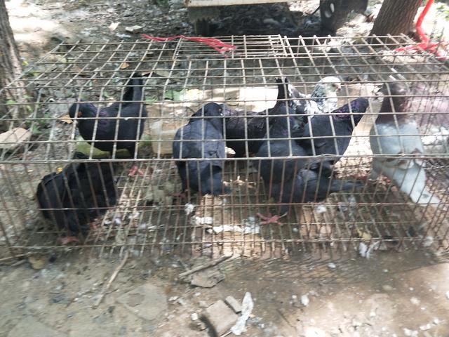 开封杨丰宠物市场最新价格信息,开封杨丰宠物市场现在开着吗