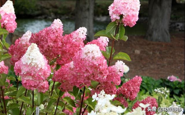 绣球怎么修剪才好,绣球的正确修剪方法