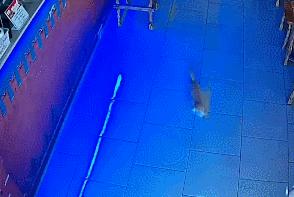 小卖部老板养了一只招财猫,店老板养的猫咪