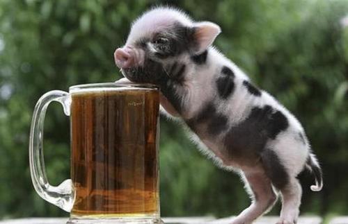 猪场圆环怎么治疗,猪场圆环怎么处理