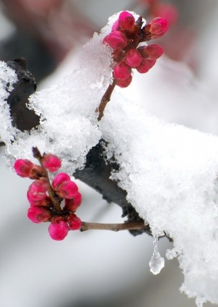雪中一点红,雪中梅花一片红