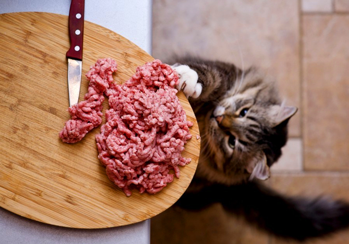 传统喂猫,喂猫技巧视频教程