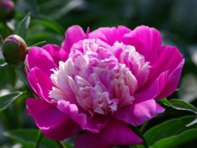 盆栽芍药秋季怎么养活视频,盆栽芍药如何种植