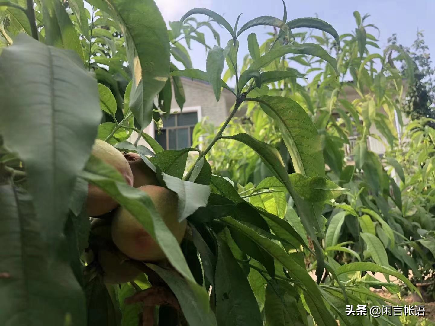 张居正和李太后的奸情