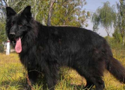 像狼的狗狗,同样是狗狗哈士奇为啥和狼像