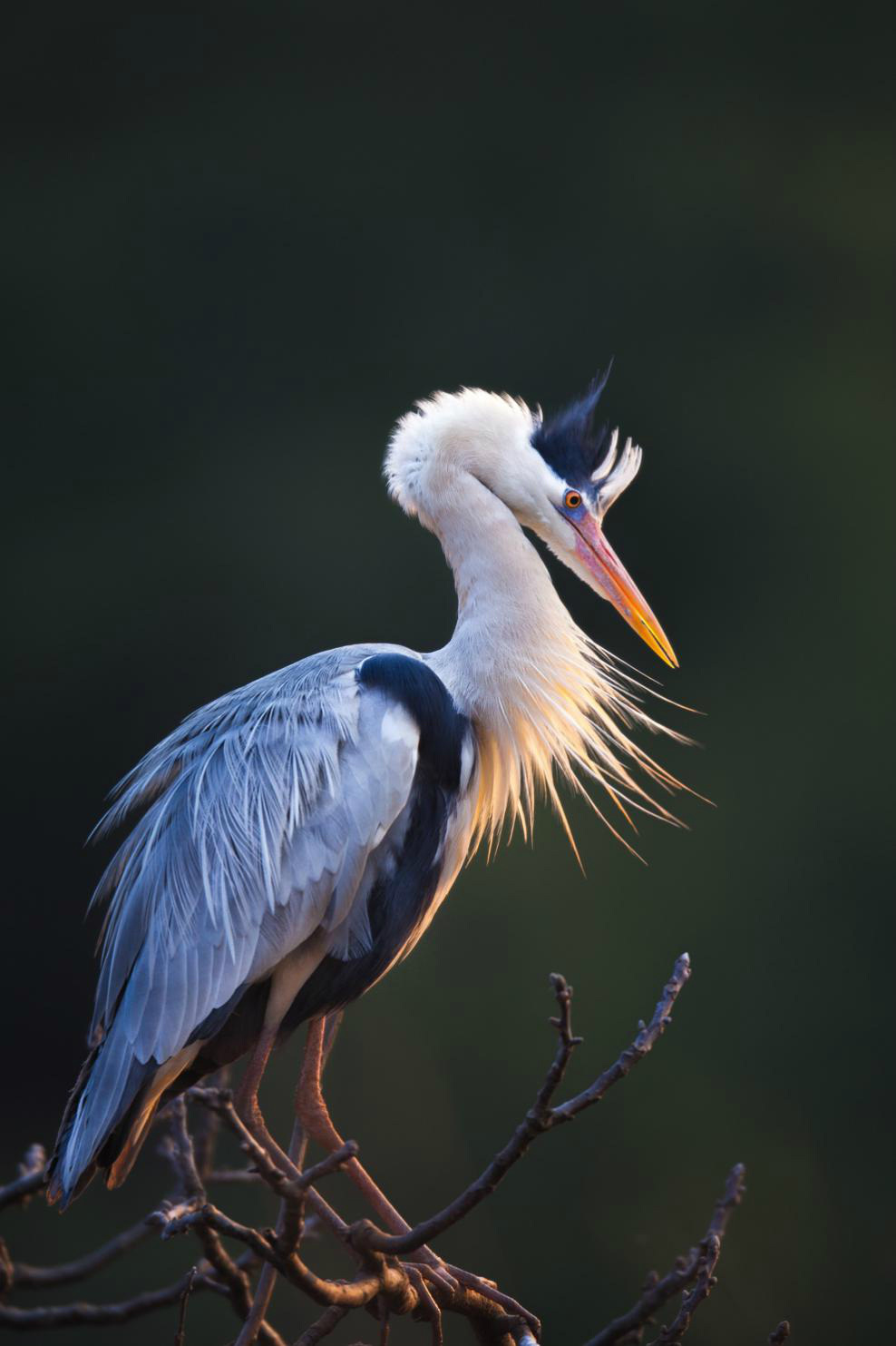 生态摄影师相机,生态摄影著名摄影家