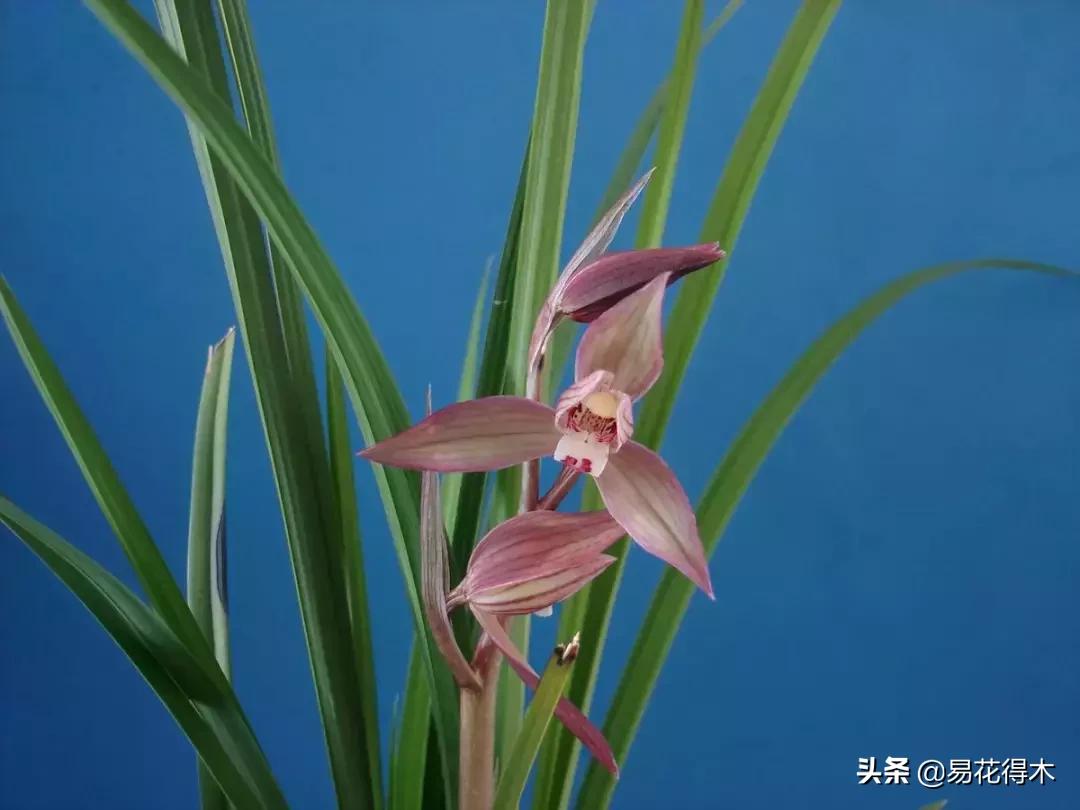 春兰春剑送春莲瓣兰蕙兰怎么分别,蕙兰春兰春剑莲瓣兰对光照的要求