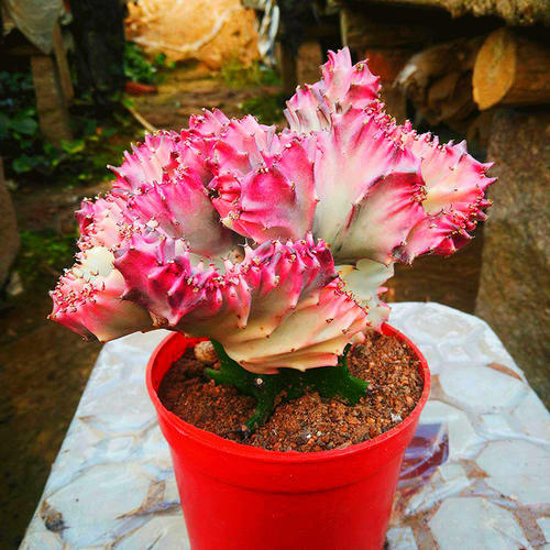 2种绿植一见强光黄叶越长越丑,不怕晒死又好养的绿植