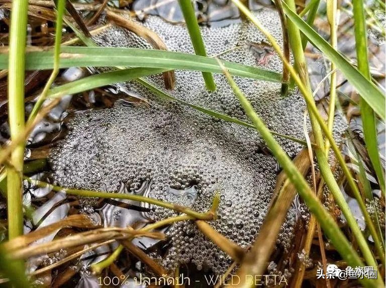 泰国斗鱼和中国斗鱼的杂交品种,中国斗鱼与泰国斗鱼哪个更厉害