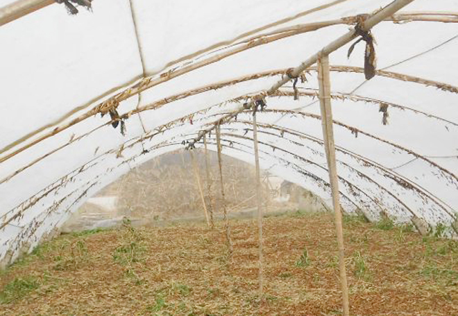 有人说，种植大棚不挣钱，竟是瞎投资，这种说法是对是错？