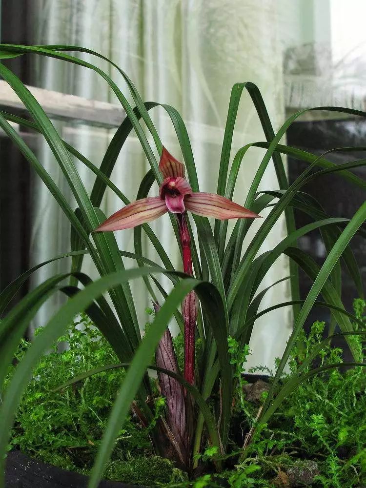 兰花的种植方法如何使其多开花,兰花开花季节可以种兰花吗