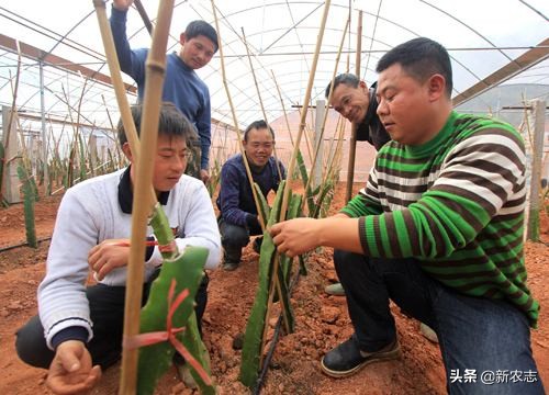 今年农村怎么样才能致富,现在在农村做什么能致富