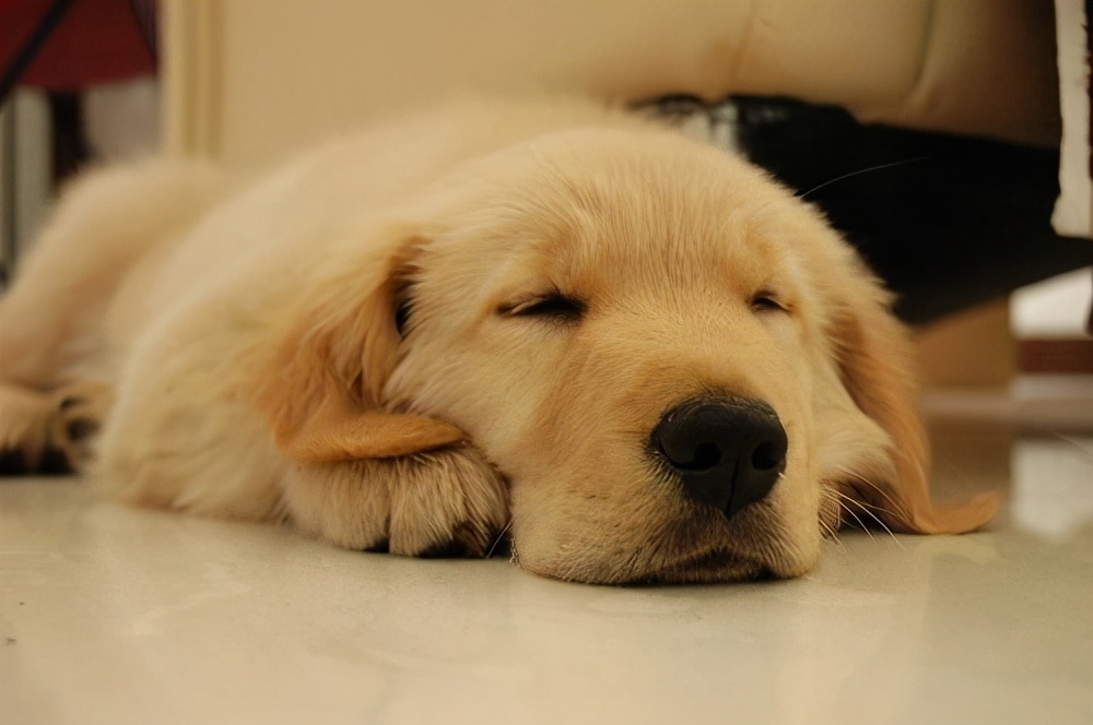 狗狗拉巧克力色便便很臭,有的狗粮狗狗吃了狗便便特别臭