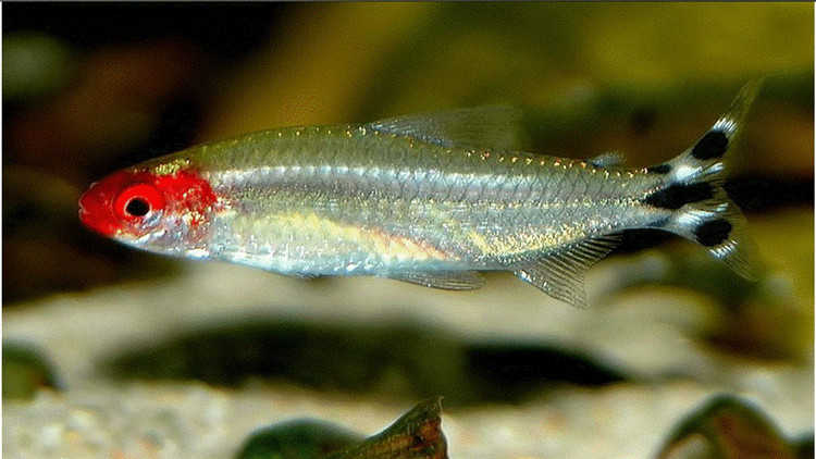 草缸灯鱼专用灯,草缸专用灯防太阳