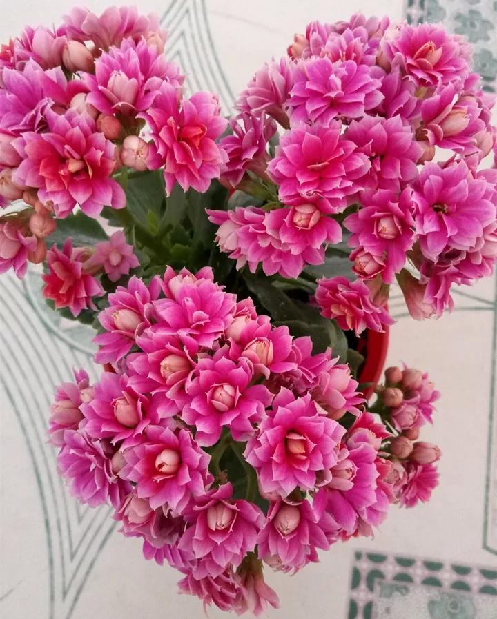 长寿花，寓意好、开花漂亮，花期长，品种多达300个