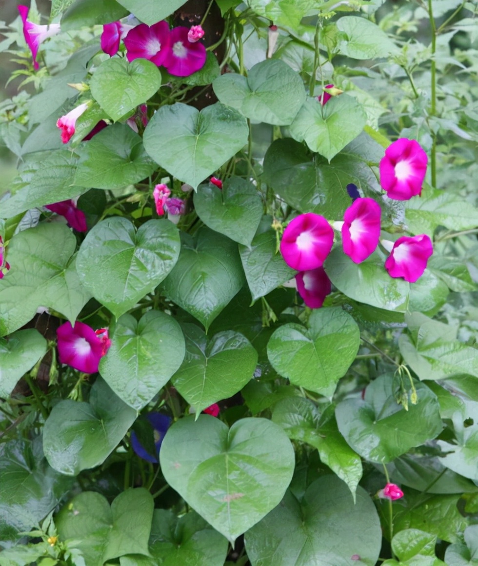 38种常见入侵植物花朵,38种疯狂的入侵植物