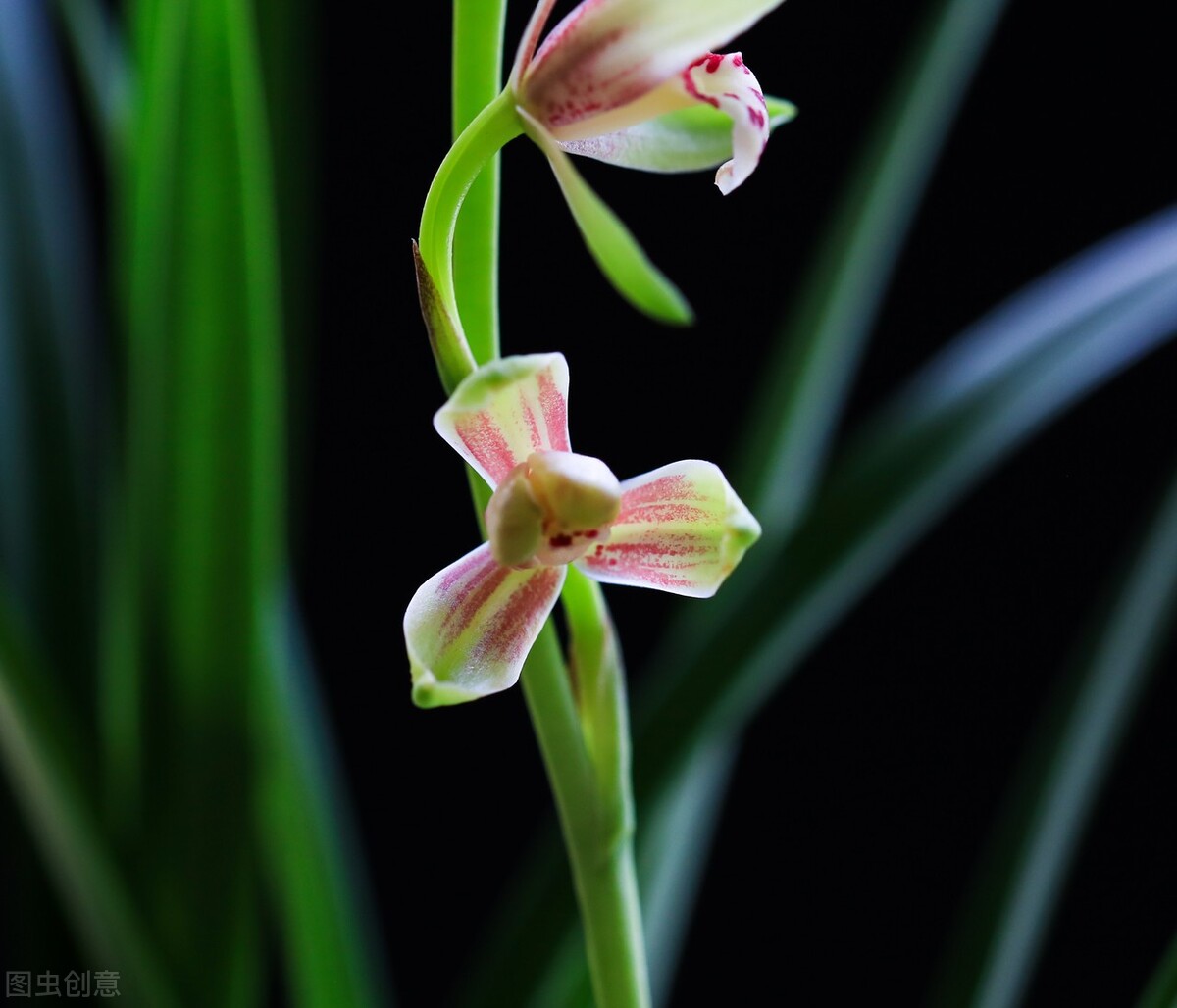 现在买的带花苞的建兰能开花吗,建兰刚开始长花苞怎样养护