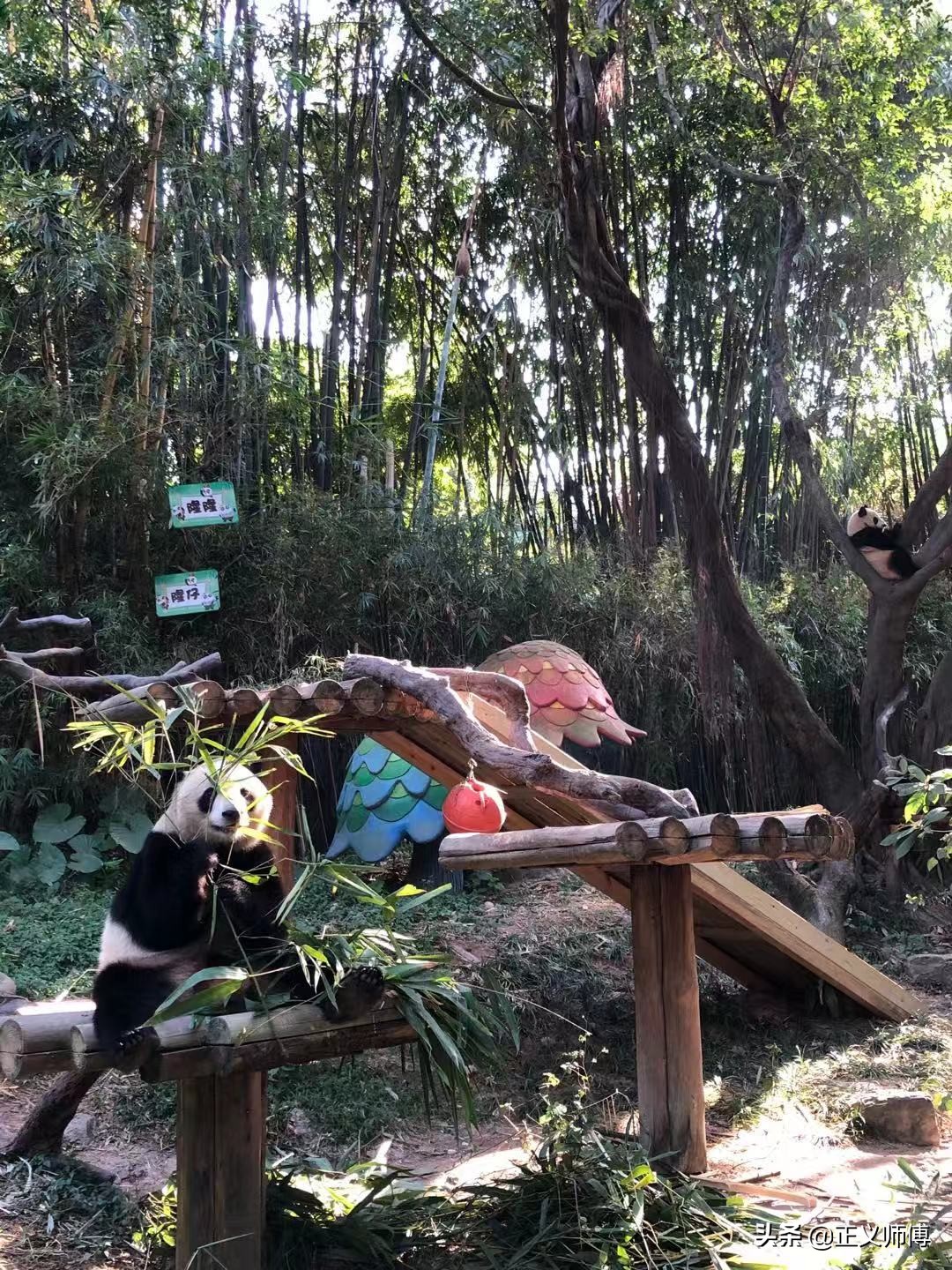 长隆动物园的动物,广州的长隆野生动物园有哪些动物