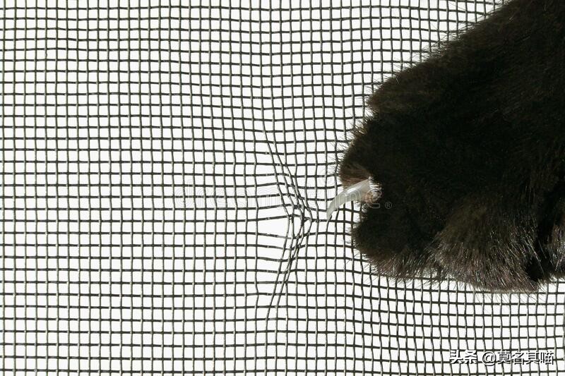 猫会被蚊子咬吗可以点蚊香,猫会被蚊子叮吗