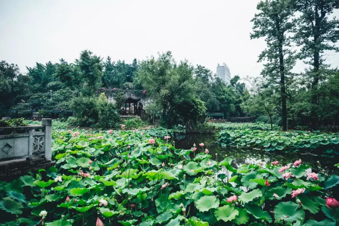 成都最美荷花池,成都荷花池有哪些