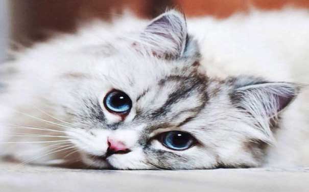 疫情期间严禁出行,疫情期间禁止出行的猫