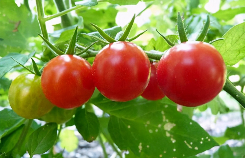 番茄果上有斑点是怎么回事,番茄果锈出现原因