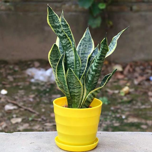 虎皮兰扦插方法及最佳季节,虎皮兰的扦插时间和方法