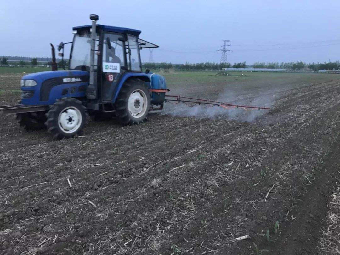 种玉米怎么除草,种玉米地杂草多怎么办