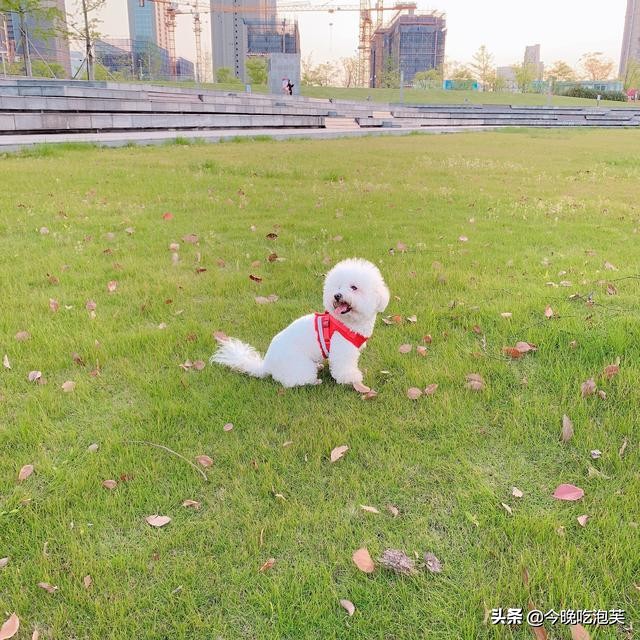 比熊狗狗小的时候都会咬人吗,比熊狗狗脾气不好咬人怎么办