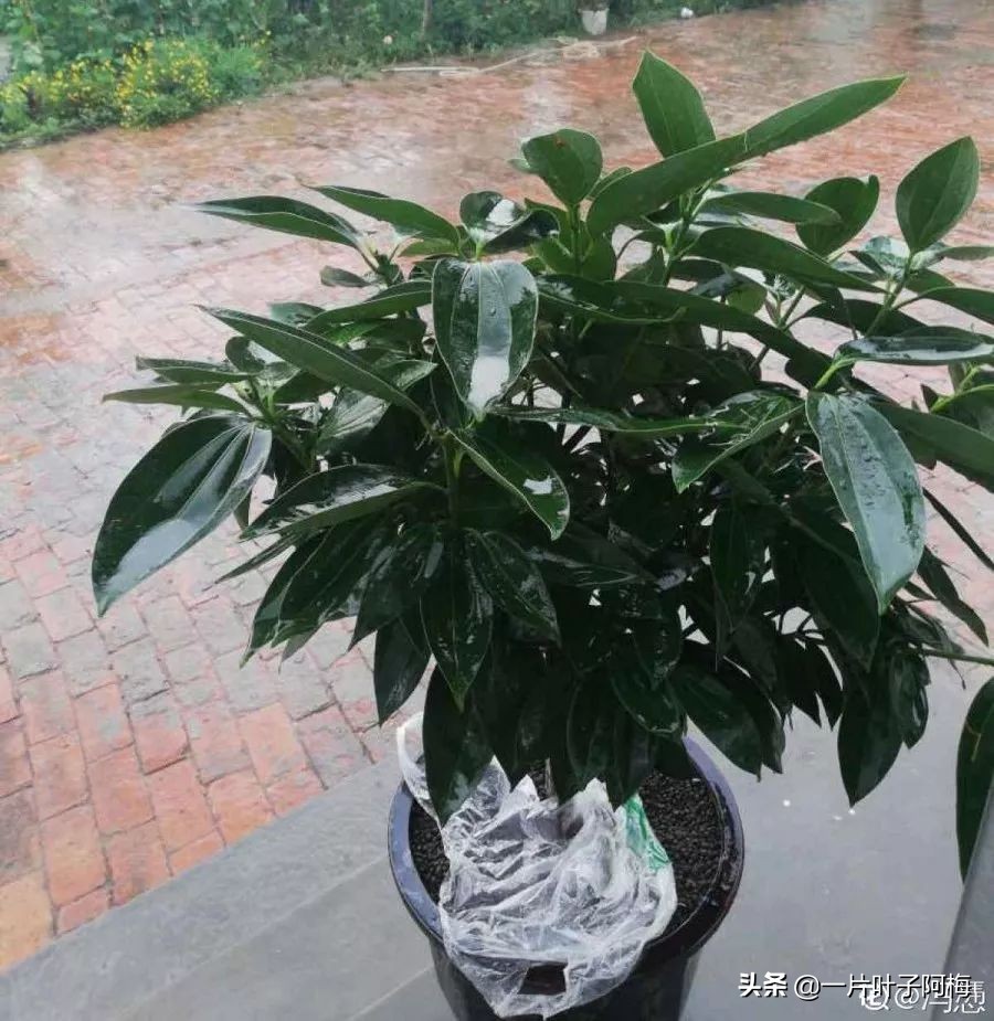 5个植物最招财,能开花又好养的植物又有寓意