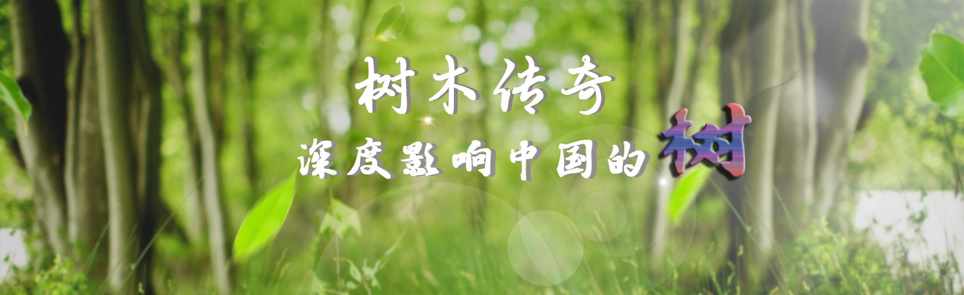 树木传奇椰子,树木传奇海南紫荆