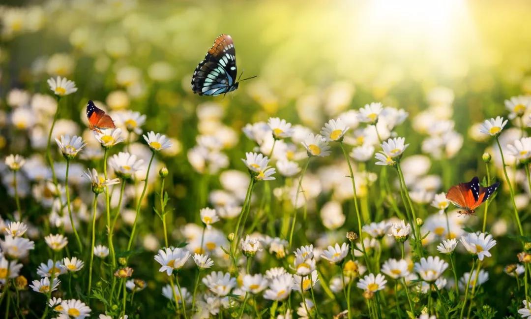 春日已至愿山河无恙人间皆安,愿山河无恙人间皆安的古诗句