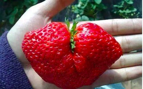 草莓真的打膨胀素了吗,草莓膨大打多了有坏处吗