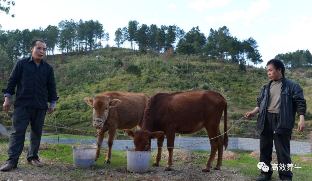 黄牛的养殖和疾病预防,牛的饲养和管理专业知识