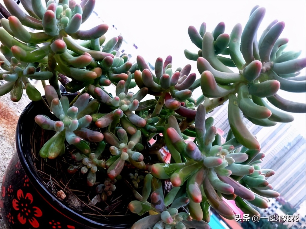 新手养花技巧大全视频,新手养花入门10则技巧