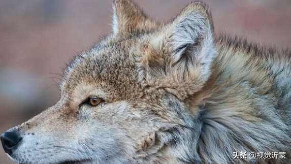 娌傝挋姘戜織灏忚,娌傝挋缁忓吀鏁呬簨