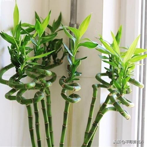 养转运竹的技巧,转运竹叶子发黄怎么养