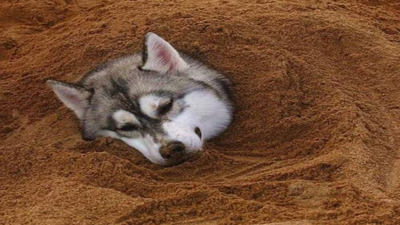 哈士奇掉毛吗有体味吗,哈士奇掉毛排在第几名