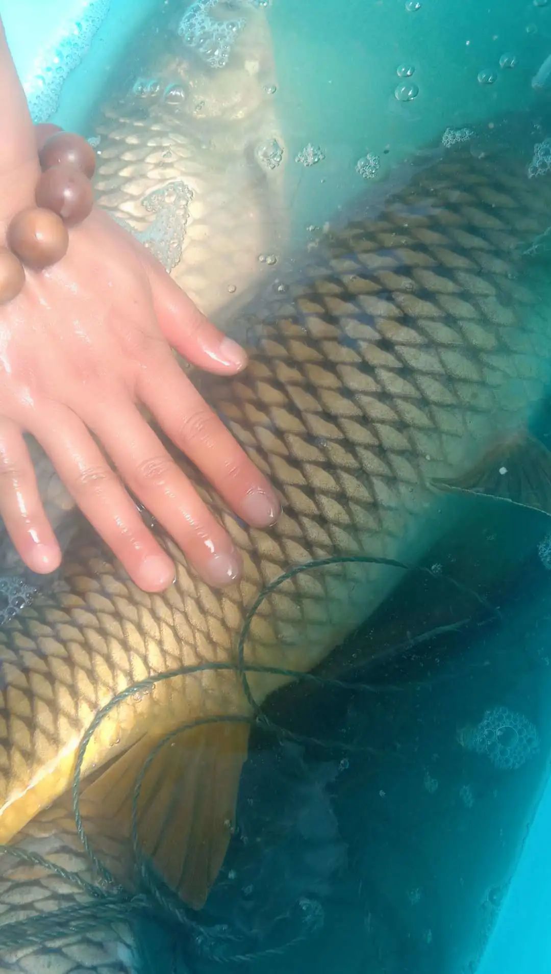 鲁班接待称“每天都可起10多斤的大草鱼”？