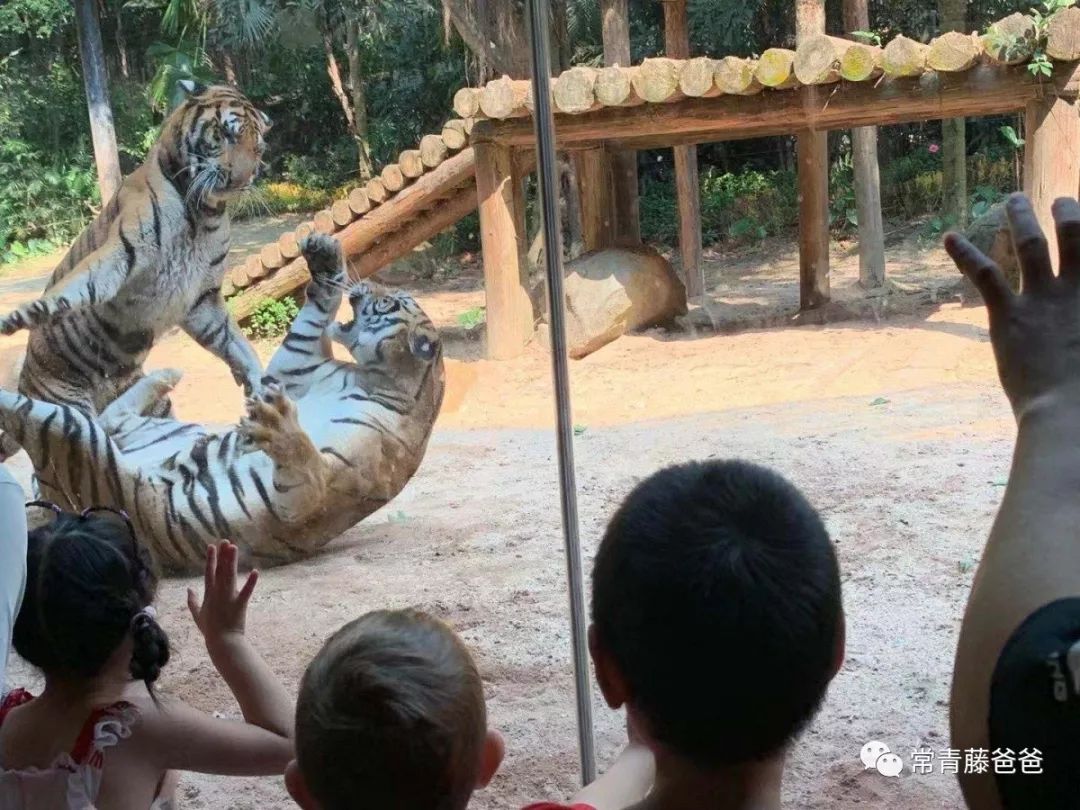 广州和珠海长隆一起玩攻略,广州珠海长隆旅游攻略5天四晚