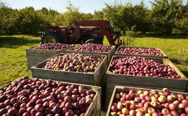 菜吧农场在哪里,日本最出名的10个农场