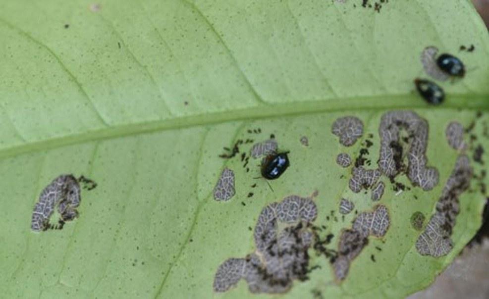 干旱严重黄叶掉落怎么治,雨后花生叶枯怎么回事