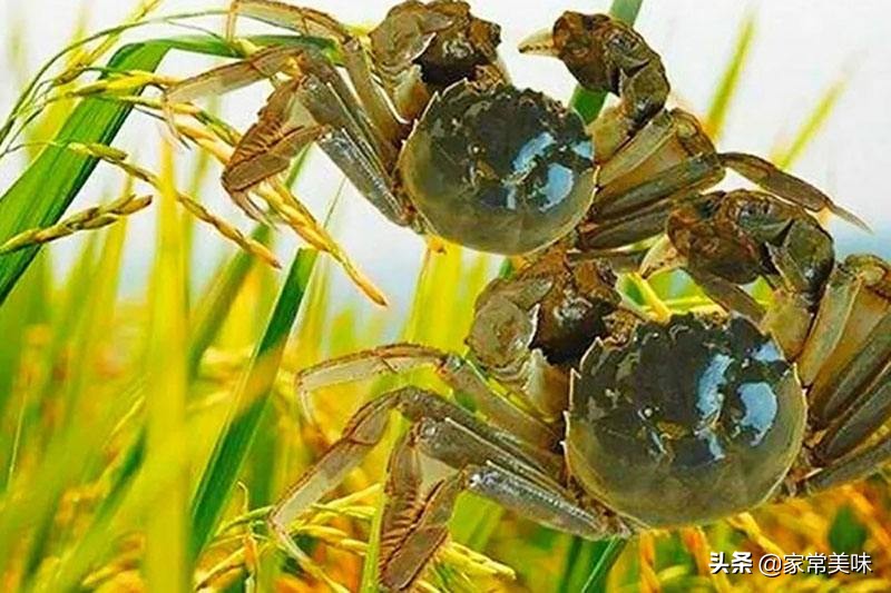这五种螃蟹一定不要买,买螃蟹时有哪些注意事项
