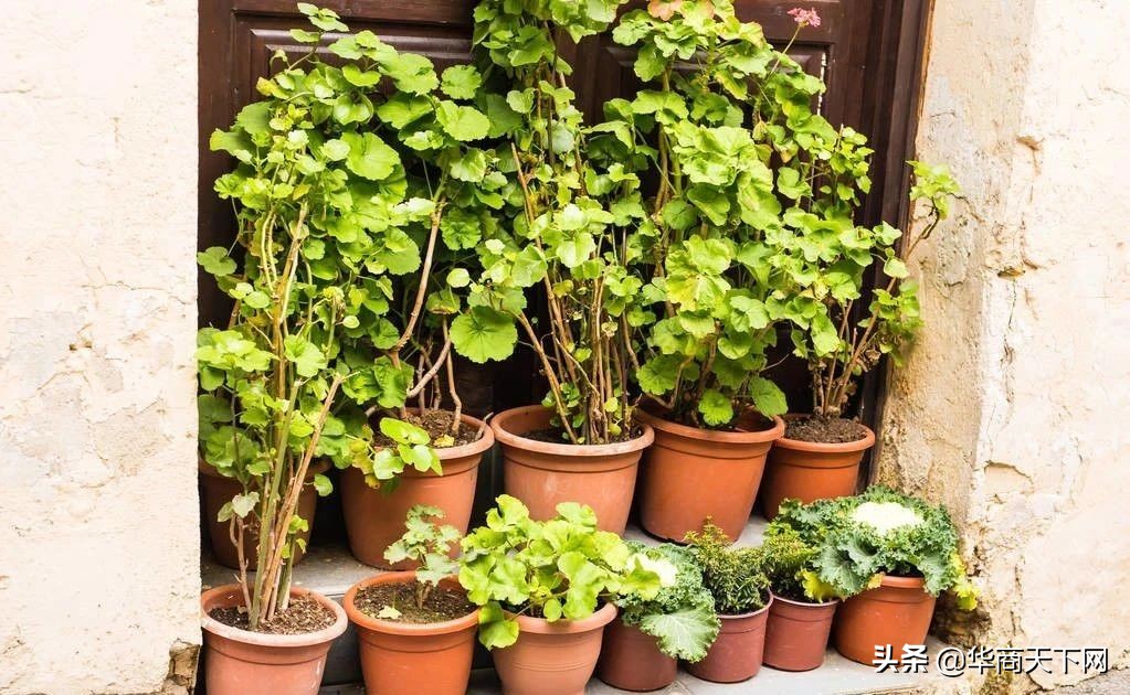 宿迁苗木为什么是神苗,宿迁神苗是真的吗