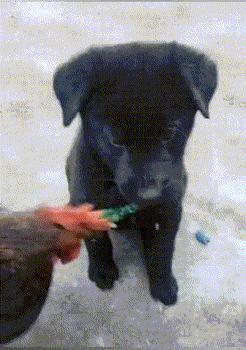 搞笑gif段子实在是猝不及防啊,搞笑gif段子狗都流口水了