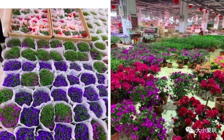 可以逛的花卉市场,值得去看的花卉市场