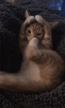 猫咪能明白人在哭吗,猫咪长大了一点为什么还总是叫